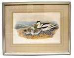 Gould and Richter Recuruivostra Avocetta 19th C