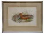 Gould and Richter Engraving of Limosa Rufa 19th C