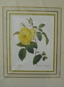 Pair of Redoute Colored Engravings 