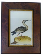 French Bird Engraving, 18th Century