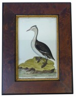 French Bird Engraving, 18th Century