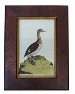 French Bird Engraving, 18th Century