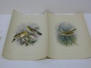 Pair of American Aviary Lithographs 19th C.