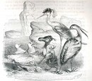 1867 Grandville Engraving depicting Birds